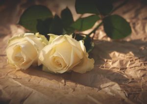Rosas de su jardín